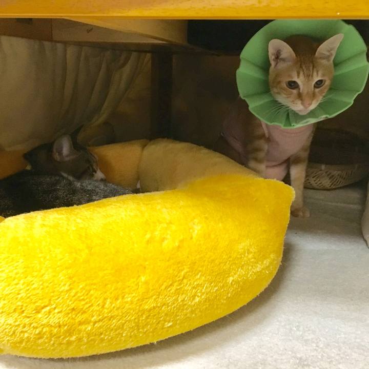 0e8ddef3 eab7 4aaa 96c5 58090ecfe4d6