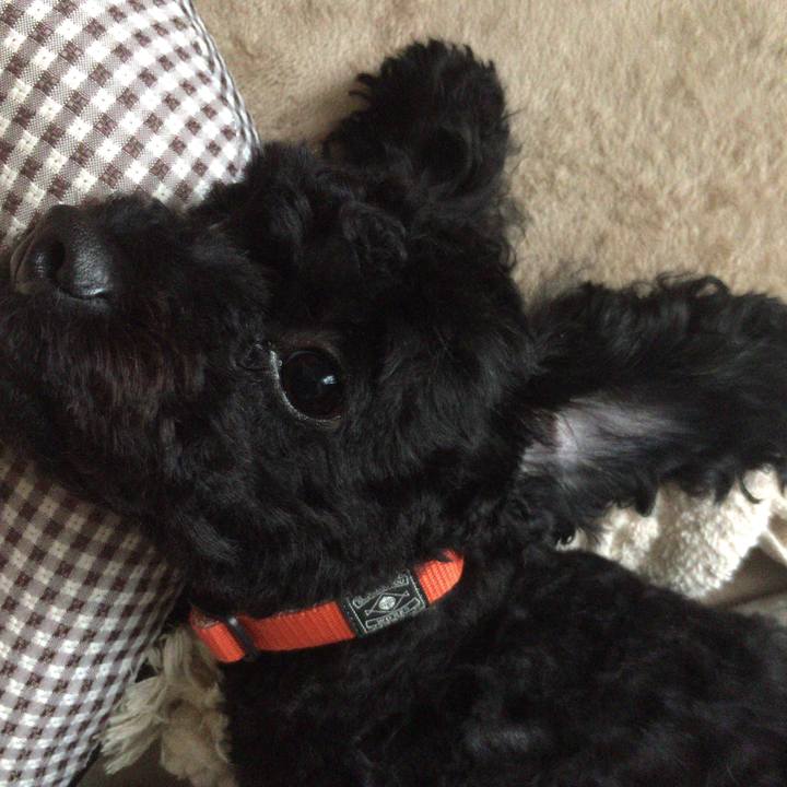 0e990fe8 778c 4cbf 9e3c b6e5d6354533