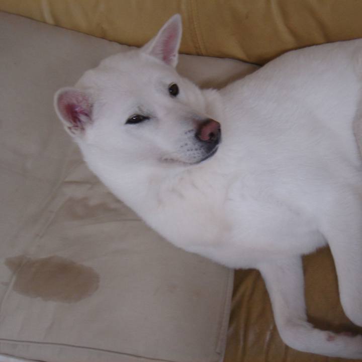 0ea197ce c46f 4c4d a11d 518fb3a81c2a