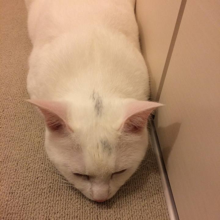 0ecdd39d 2259 4f70 8bb8 ededcac4daf6