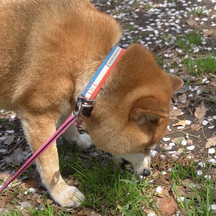 0ee8cd1a 260c 4cb2 88f3 533754654caa