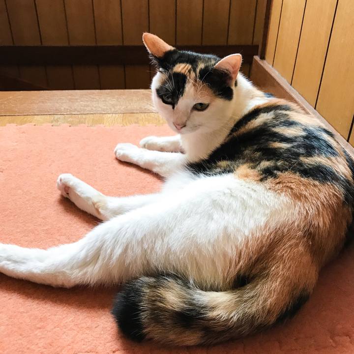 0eeba3e8 2546 4a9d b264 1d8919fec072