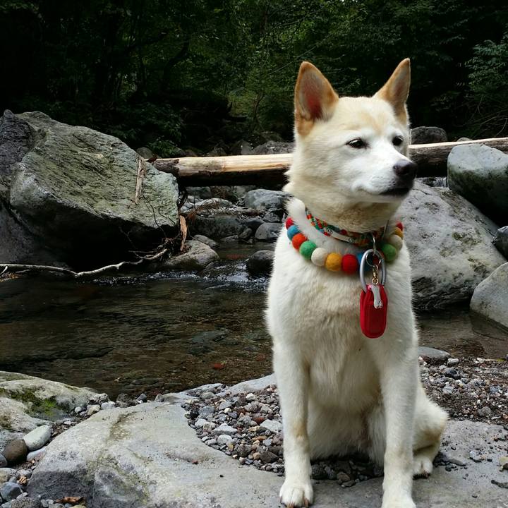 0ef60099 4c65 46cf 9102 2c6c0010e8a1