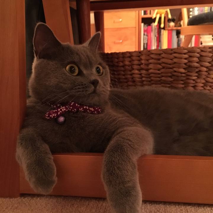 0f0c1c42 9abc 4d55 bfeb ffd19e5389a7