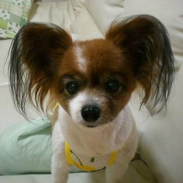 0f1dc3cd 067c 4de2 b60c e7ba2dda800c