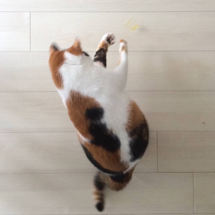 0f1e7e6b c41f 4609 8f99 74c5c4a400e6