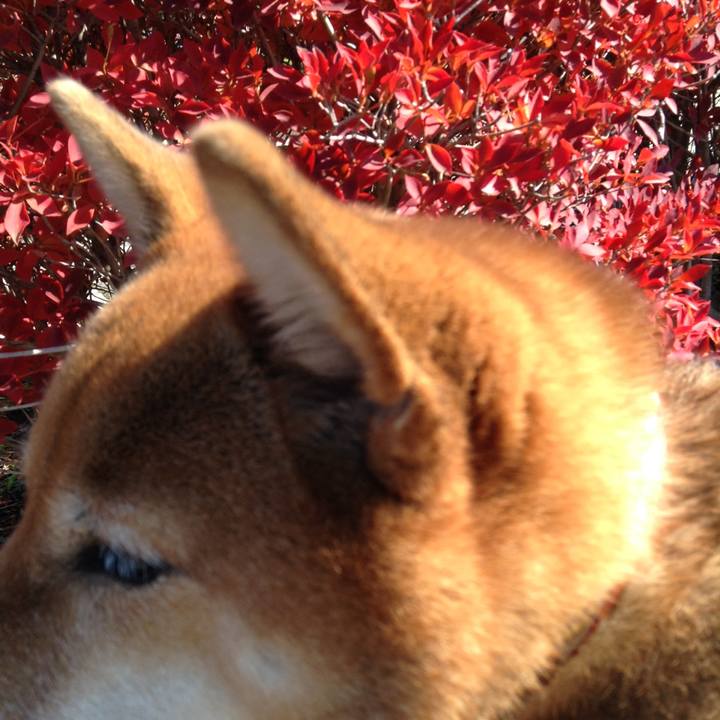 0f41f69e 74f0 486f af2f 347fce45edcc