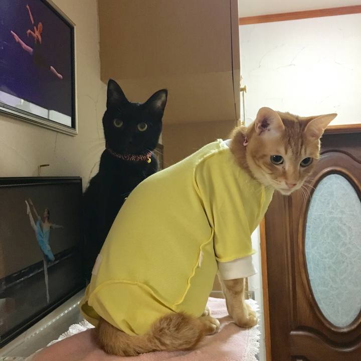 0f4398bb 3b6d 4106 81fe 7ab89b0bcbcc