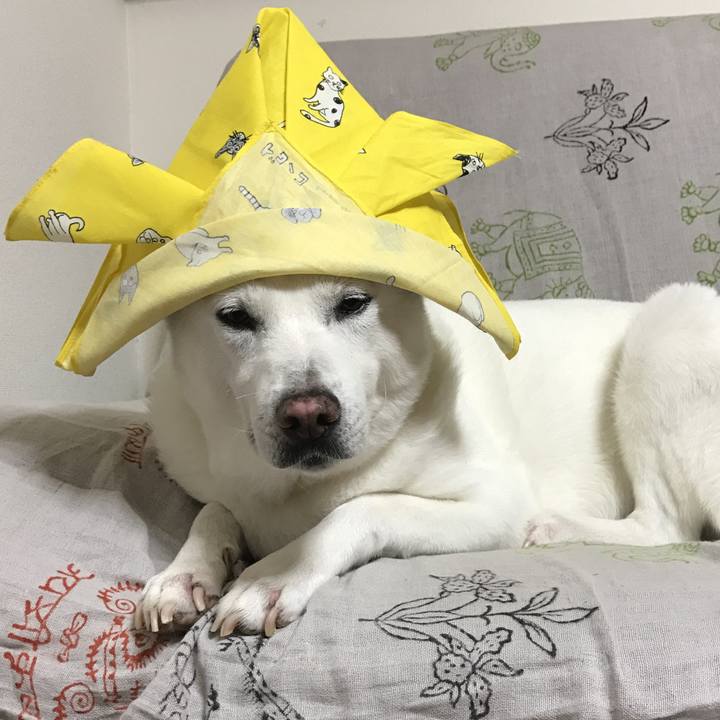 0f51a324 0f23 4018 9f71 24fe444f0a33