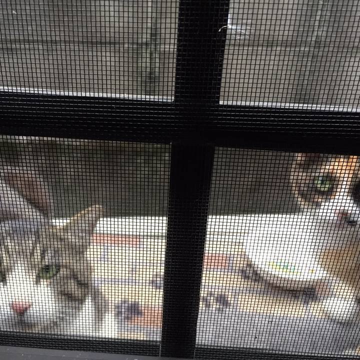 0f52e08e 186b 44c0 a6b1 20f6a72427f2