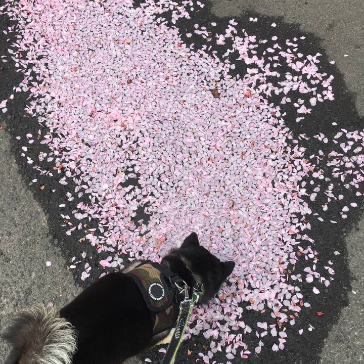 0f5a337f c809 40da 8025 2c239bd667d5