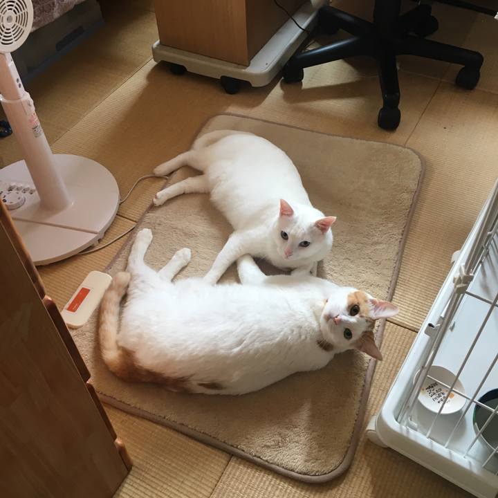 0f61a997 0f23 4814 b4f0 c6d5db6695fd