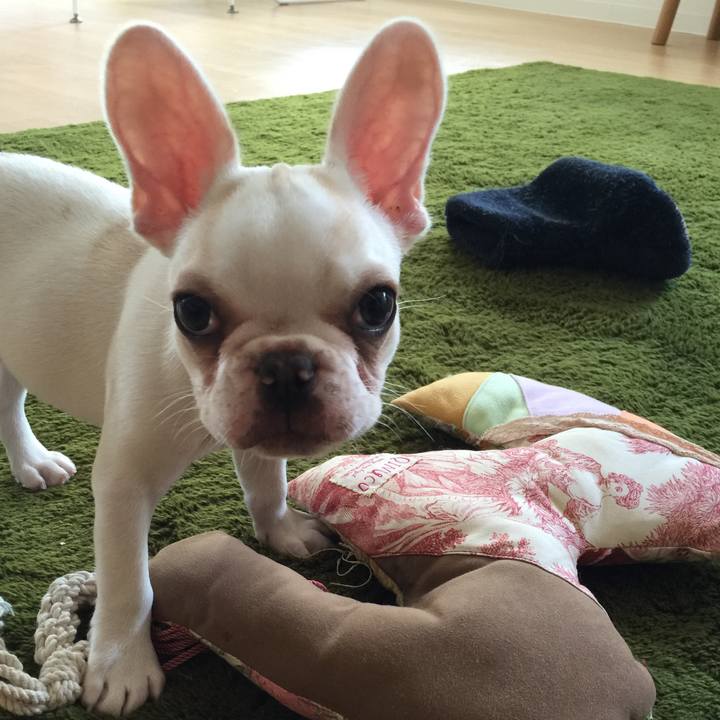 0f662ead 1bfd 4e66 813d cae379871365