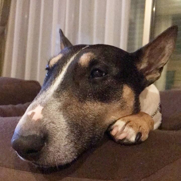 0f8f33af 61cf 4c8f a191 5fc86f0c0612