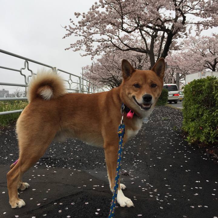 0f8f8ee9 d2cb 4a4f 816c 51b1d36acd99