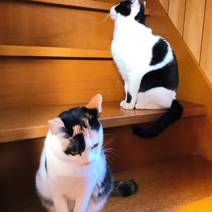 0fa3295b ce9f 4ee6 bed5 abcb54aef53e