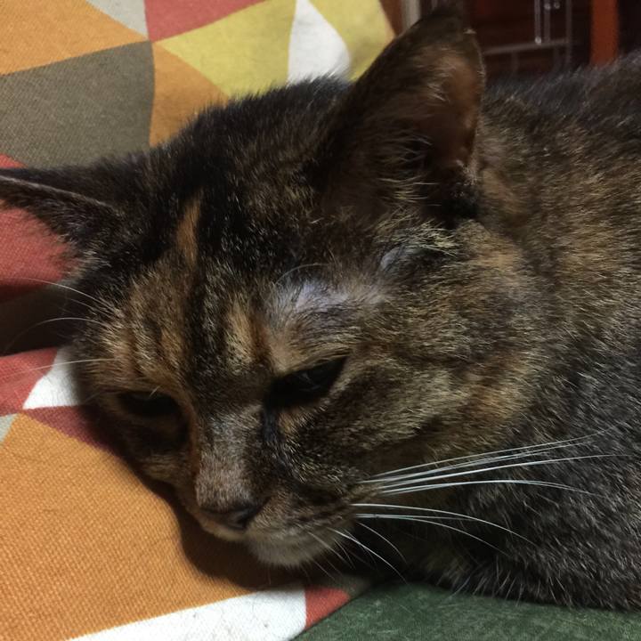 0fa6b0d1 634f 46ff a166 355d07d5566f