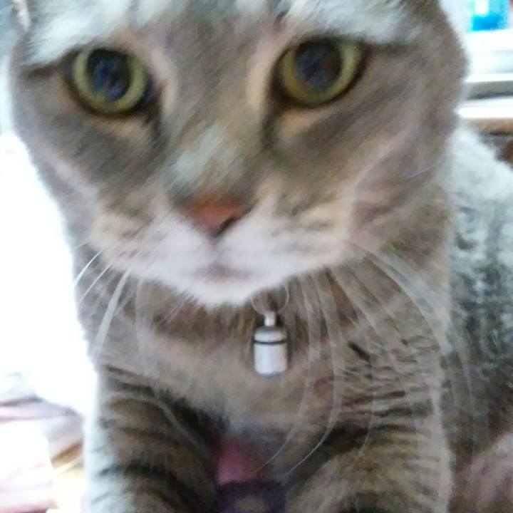 0fa92680 907c 4169 af81 e611dcec05a2