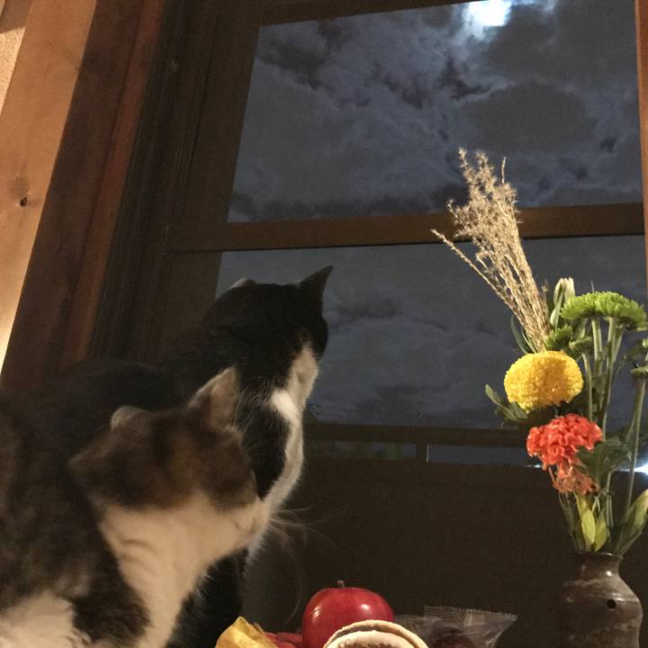 0facea09 63dc 4cbe a3cc df2ae2e14975