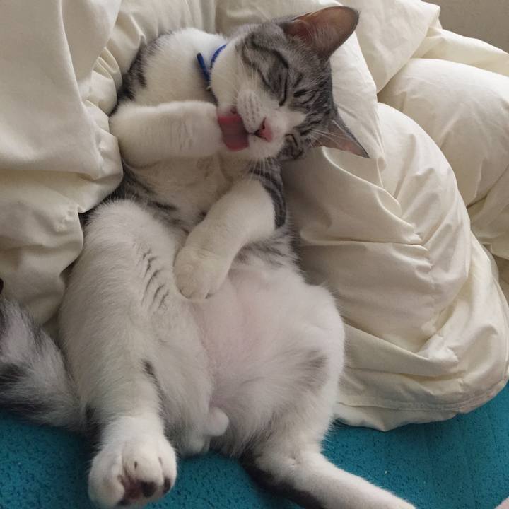 0fb796a6 0d43 4f70 a90c cfcd7d4ee426