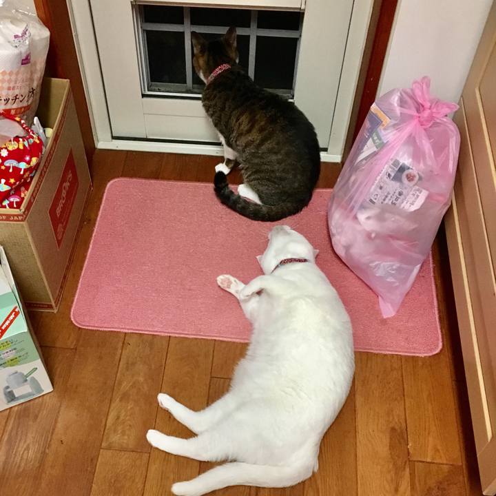 0fbe2e1f 129e 4c8a bd69 2e2a7ba904c0