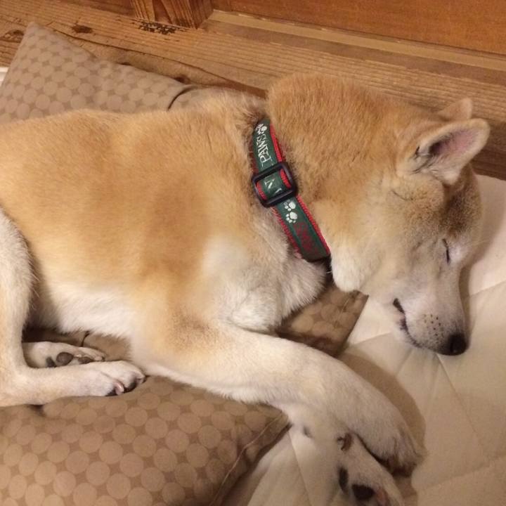 0fc20915 43dd 456a bb42 e68520325cd5