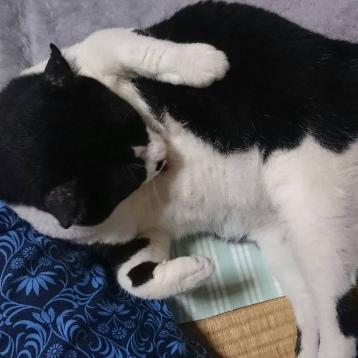 0fc6a8c6 e4c8 4dce 9ae8 099e63430d29