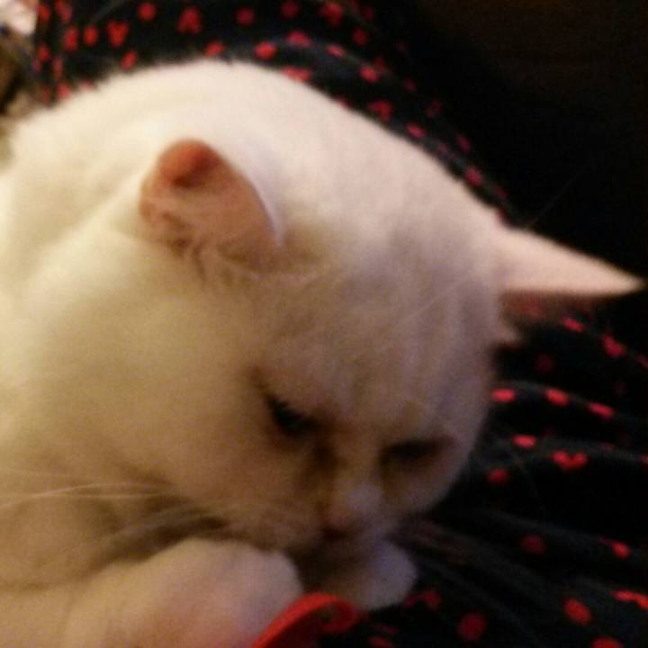 0fca72e2 f539 4ddc a9cd c0ad7d306568