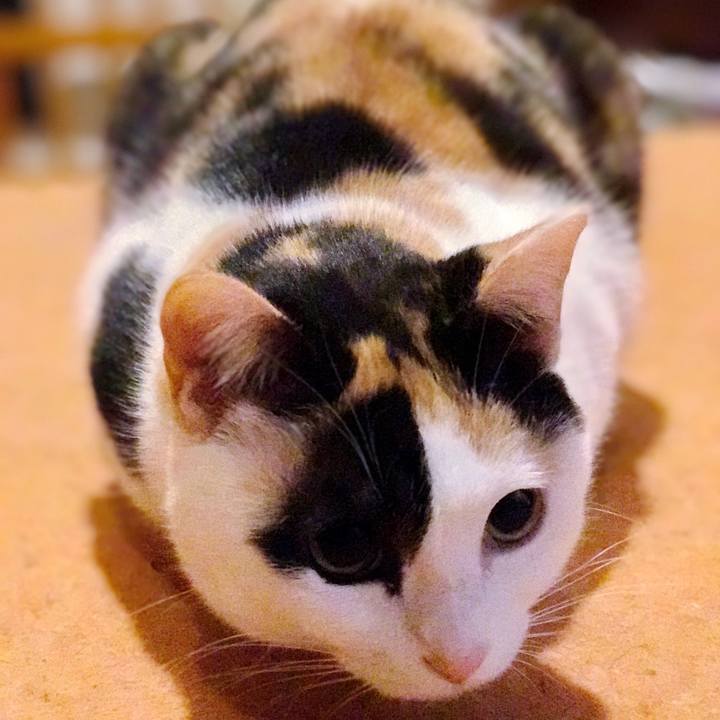 0fcc1622 973d 407e ab6e 4eb45388f5ea