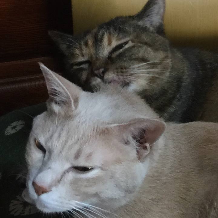 0fda86a0 381f 4f4c ae73 b33dd89d0891