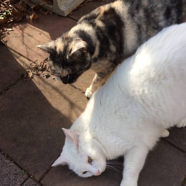 0fdbacd6 4d62 4ede adf5 b51184b41f74