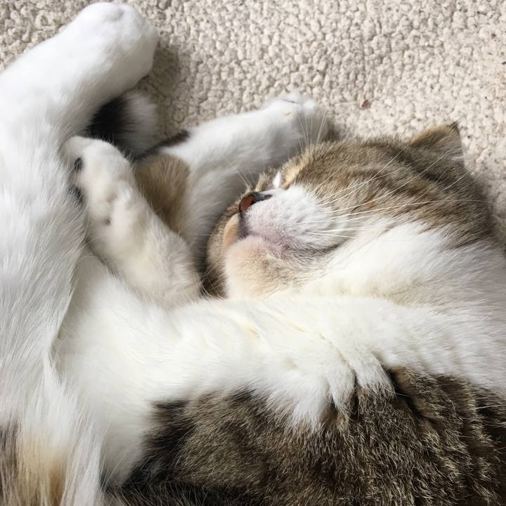 0fe094b7 cafe 4e3a b746 81ce5b3ce5a6