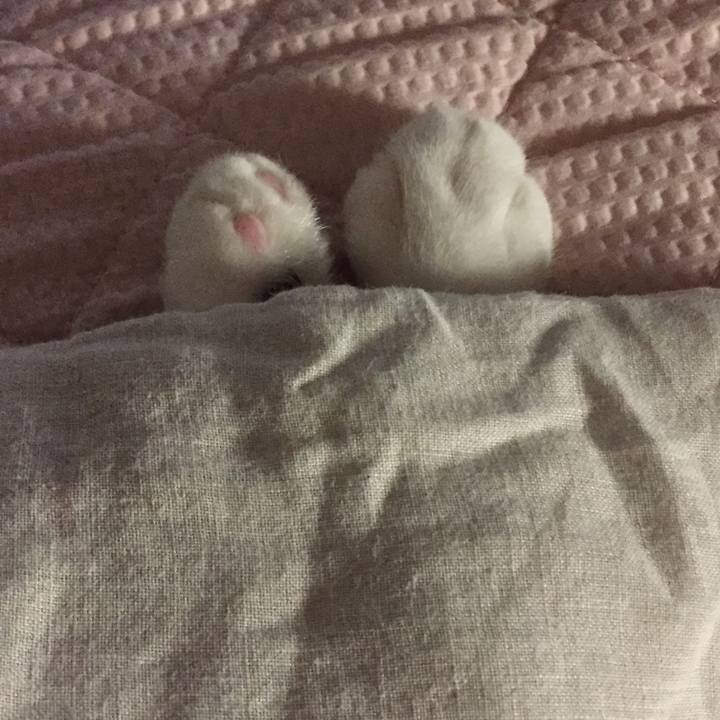 0ff7bf80 8073 4e1a 90a0 3ff3d42812cf