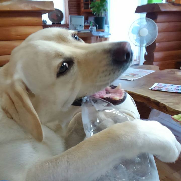 10006887 cc38 4fca 83d9 15a52c5399fb