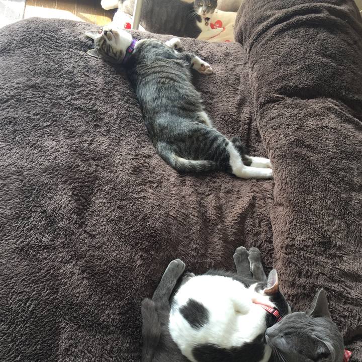 1026f267 40fa 4dc2 9876 d9970d17d8b5