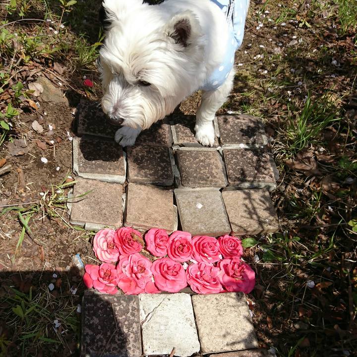 10293f1e 949f 4242 b53d ea6fdcfb8e3a