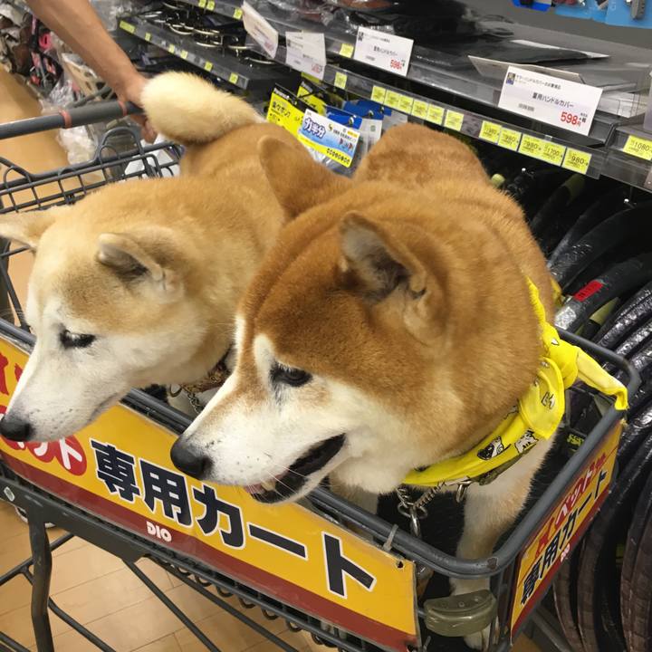 103d56d8 436f 4934 acf2 c5f708e22770