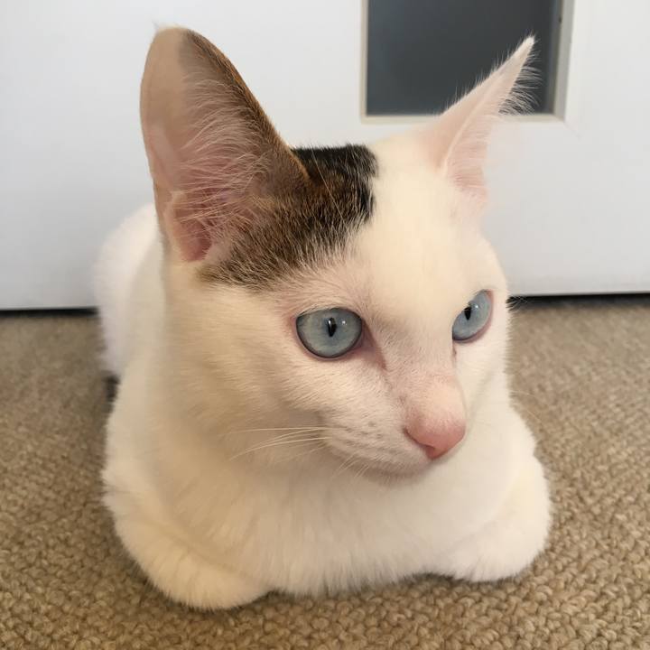 1051ebfa a279 4beb ac49 bf63653b735a