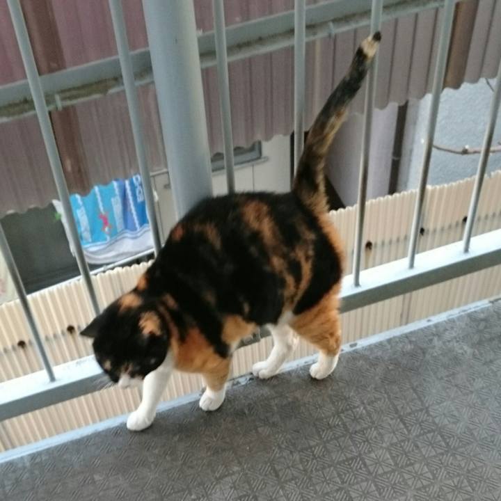 10592bf8 ca16 40de 89ce 152ed5cc591e