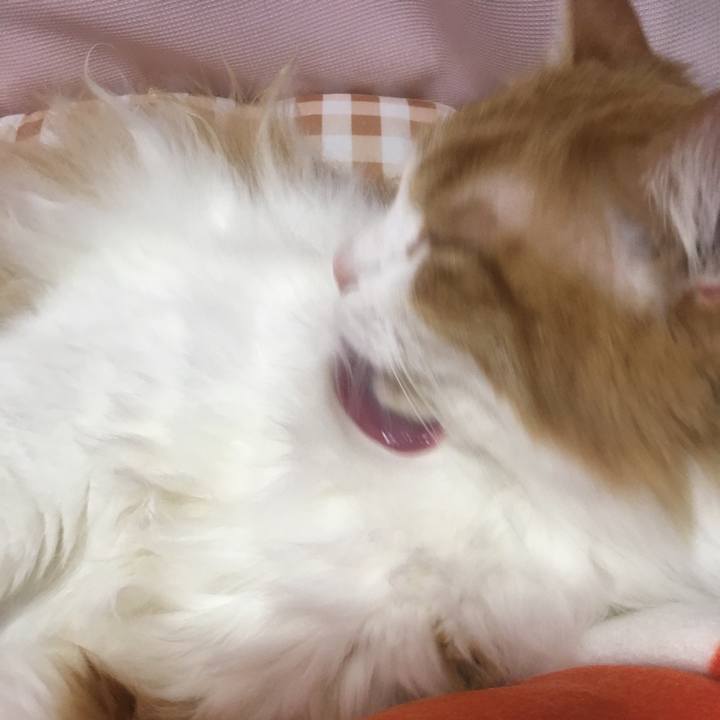 106b4003 bfd7 43ad 8176 24f74b0e1619