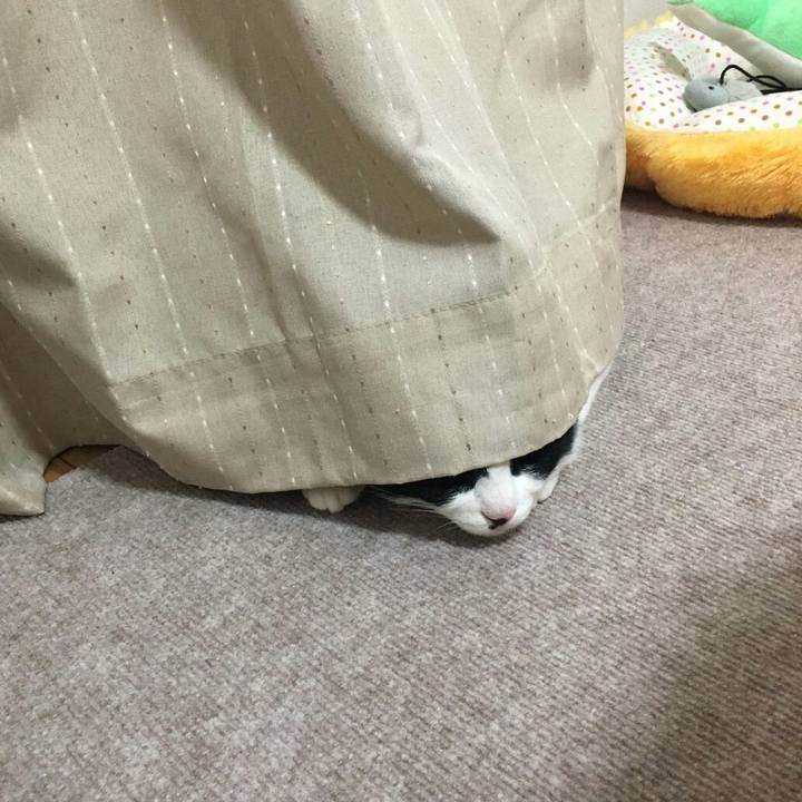 106fc268 1952 4906 ada3 bc4433889917