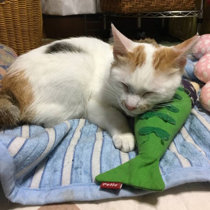 10846943 f56a 474c aa55 34d45e5e96e6