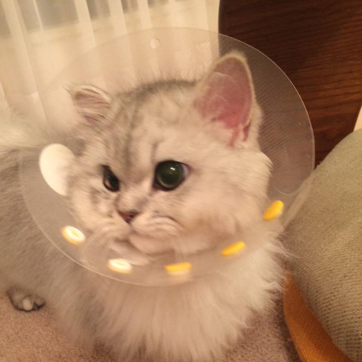 10a299f4 c833 4be0 8f4a 4de77f742f0f