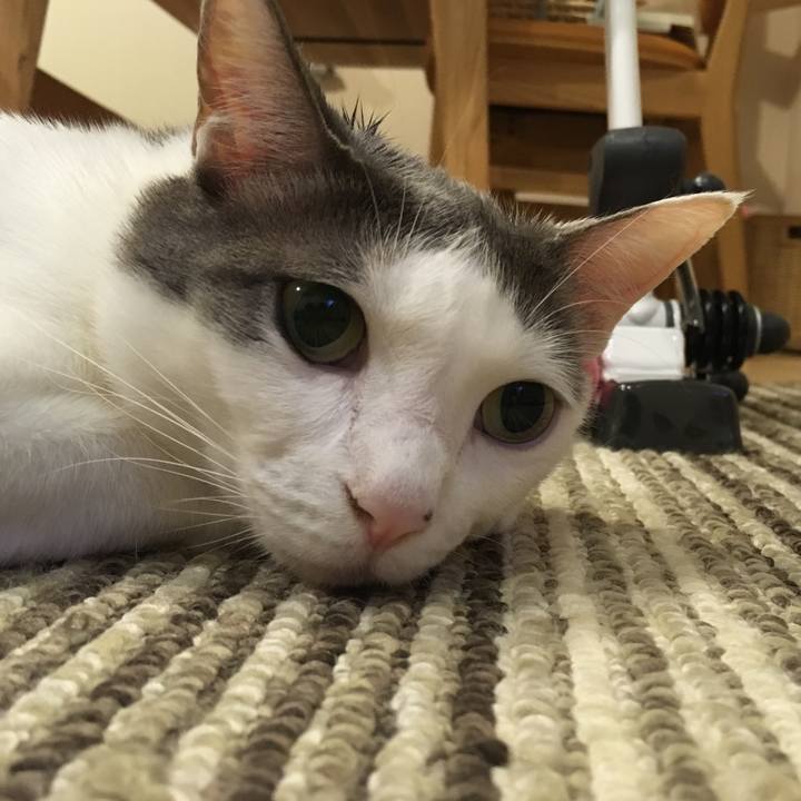 10a549b6 dfba 42a2 a59b 02bc390c9bca