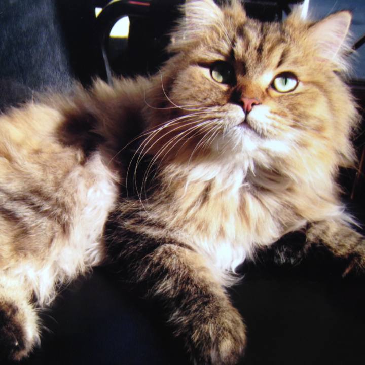 10b72b10 2122 461e 9565 f0eb3d33d1de