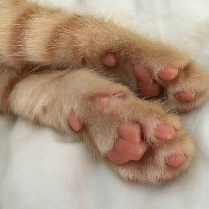 10bc7a40 8bf2 430f a882 c216e2a19f4e