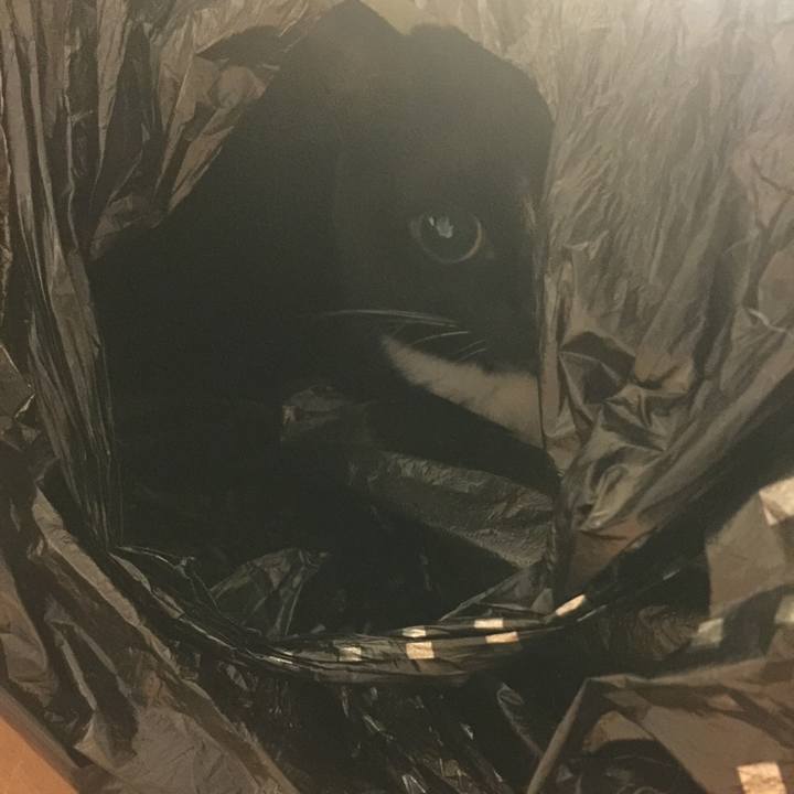 10c14b97 74e1 45ca 97fc 807a4ca4c55f