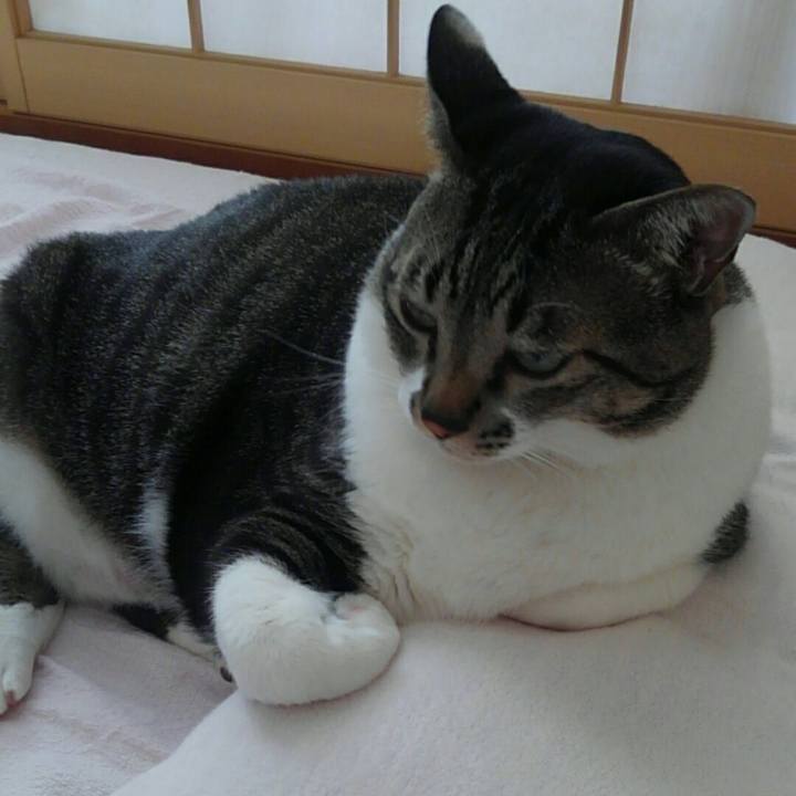 10c4bdc5 d8c2 4ea0 8b97 6aebf339a03a