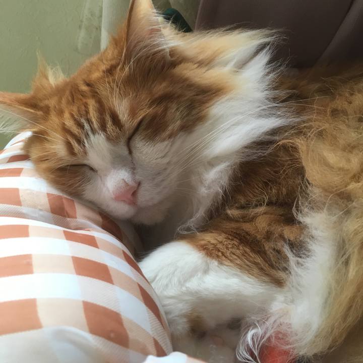 10d62e4f 1b6a 4c00 95e3 feae2c209eac