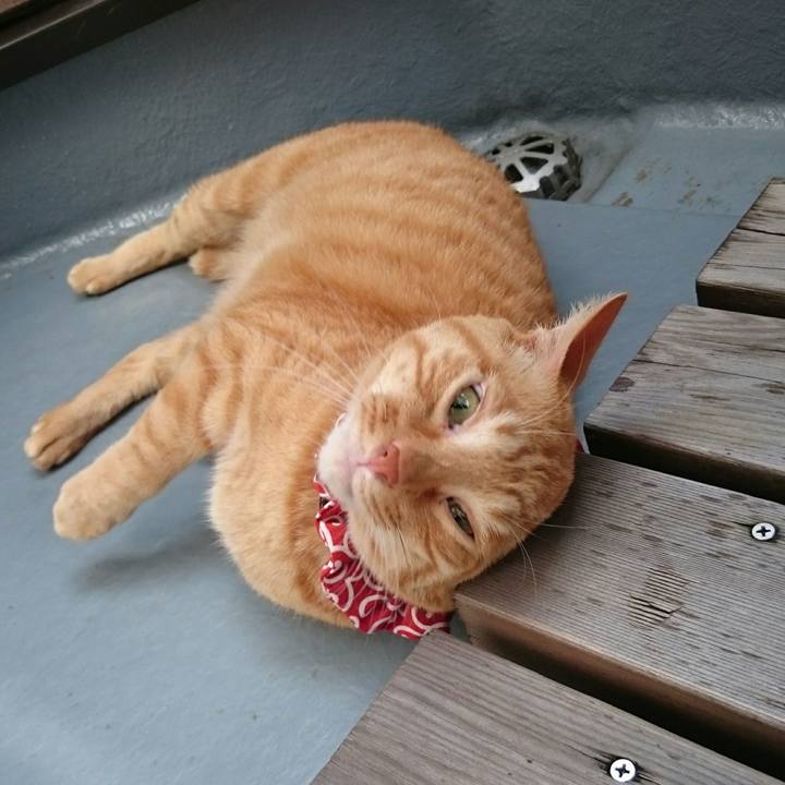 10d992d8 ea0f 410e 8260 9f41cb494336